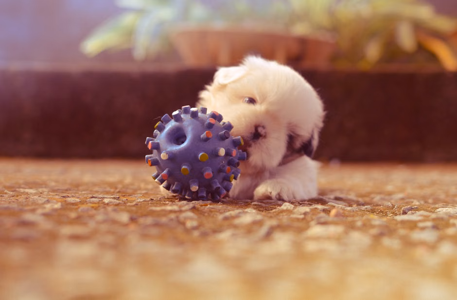 Frisbee para Cães